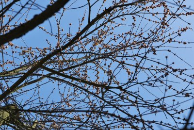 Acer saccharinum 'Wieri' - javor stříbrný 'Wieri' - větve v květu